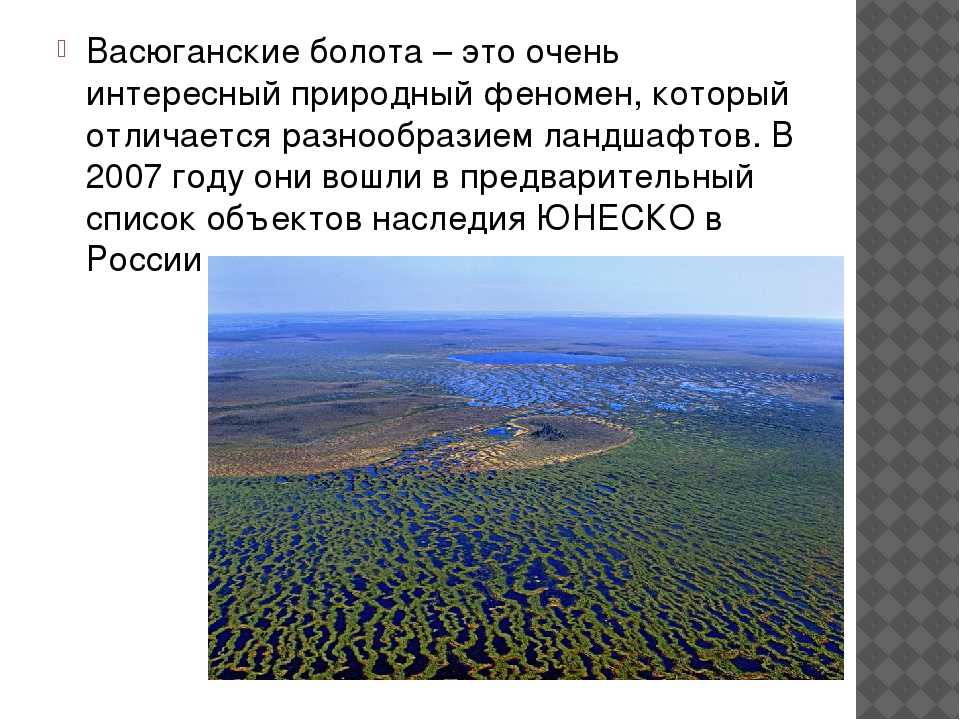 Васюганские болота: где находятся, описание, интересные факты