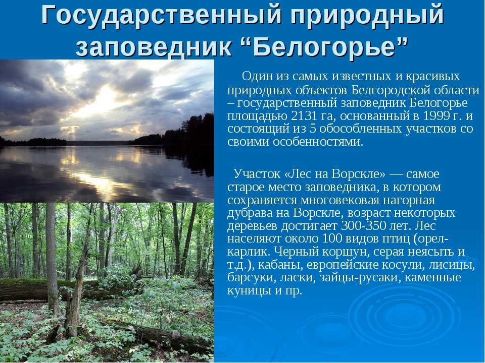 Заповедник оренбургский: описание, растения, животные и интересные факты :: syl.ru
