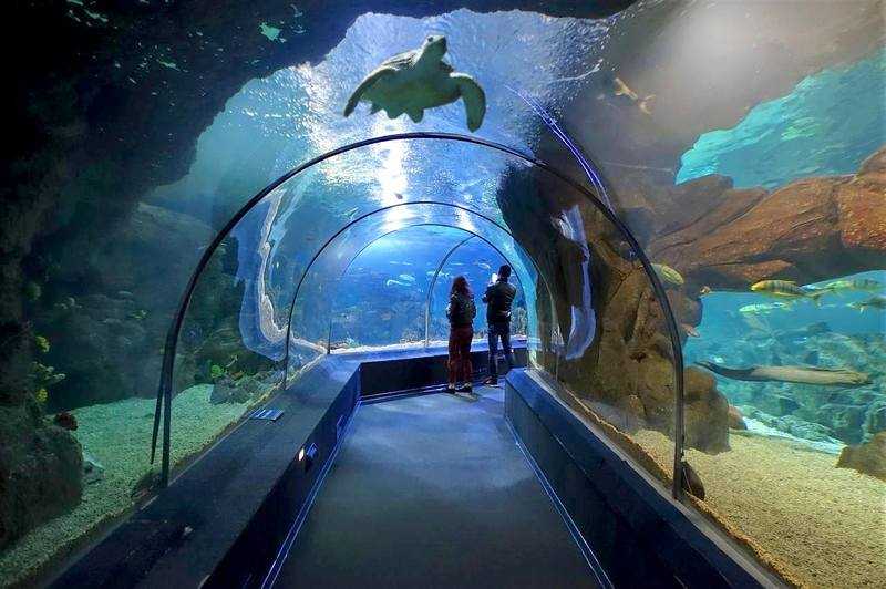 Sochi discovery world aquarium лучший океанариум адлера и россии