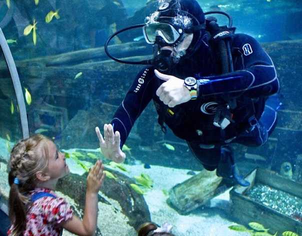 Sochi discovery world aquarium лучший океанариум адлера и россии