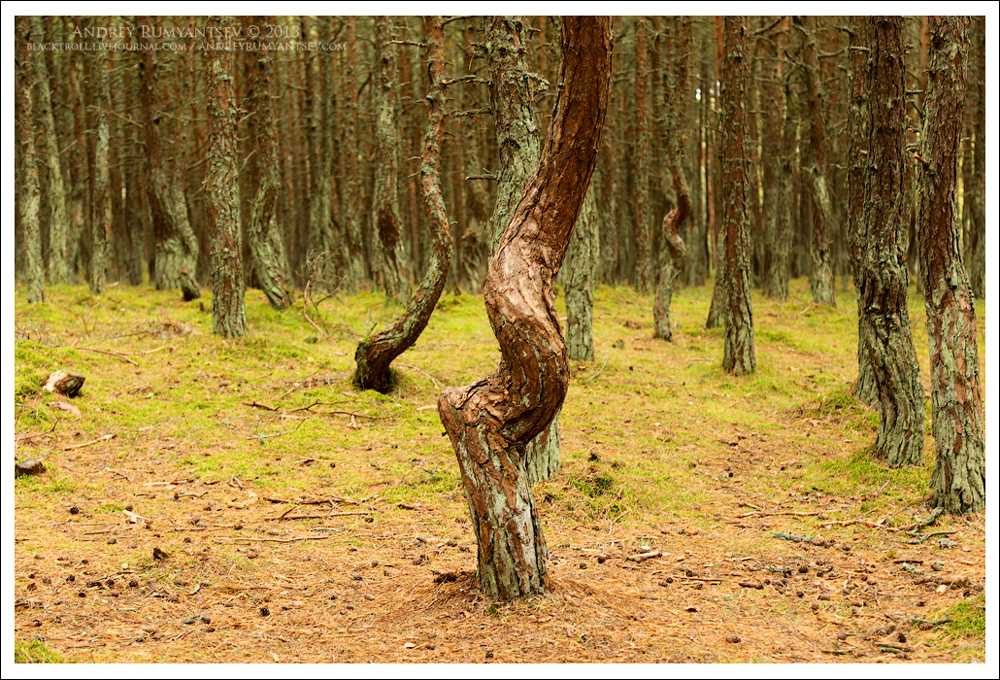 Танцующий лес - куршская коса