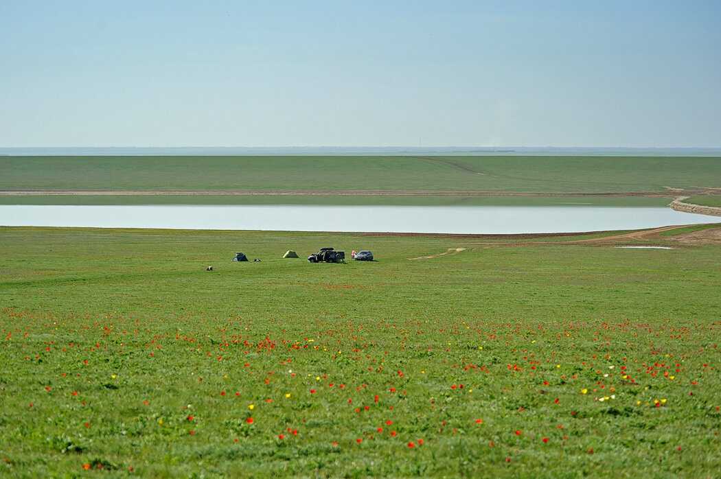 Соленое озеро маныч-гудило и цветение тюльпанов в калмыкии / путевые заметки / отдых в россии