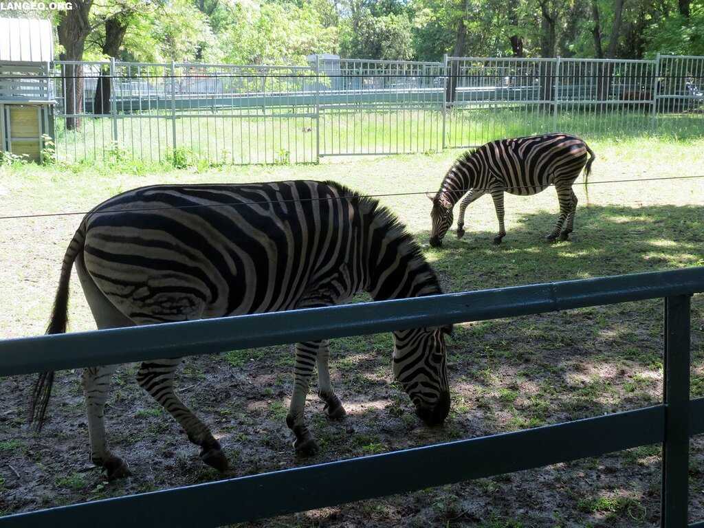 Трогательный зоопарк в ростове-на-дону: описание, особенности, интересные факты и отзывы