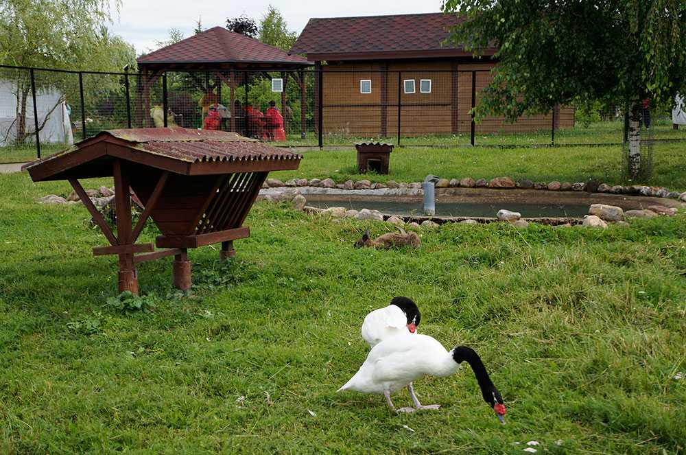 Музей птиц в калужской области