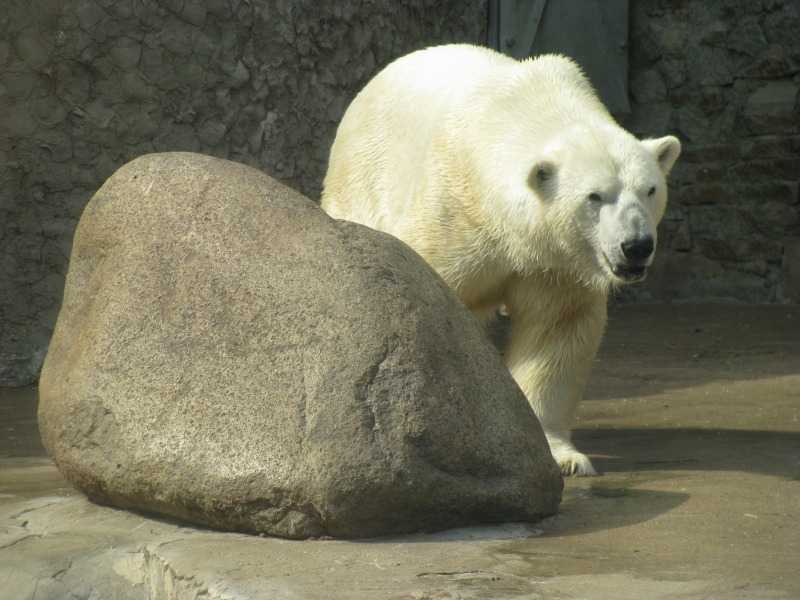 Ленинградский зоопарк — традиция