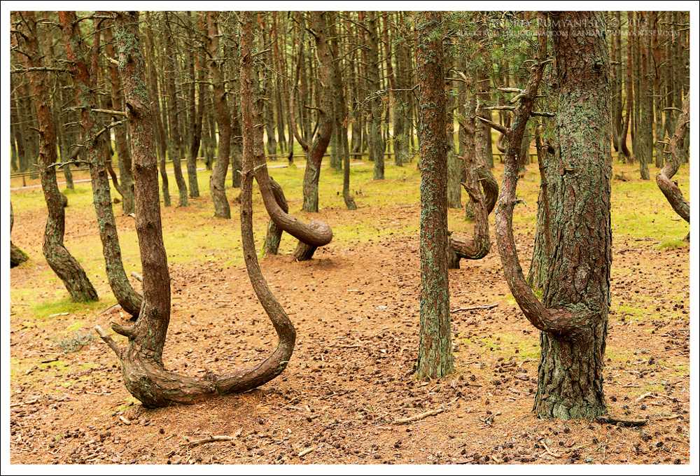 Танцующий лес на куршской косе. как добраться, фото, причины, карта, видео, легенда, отели - туристер.ру