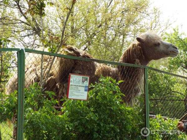 Дон24 - слониха с «сюрпризом»: как в ростовском зоопарке живут юма, синта и ситара