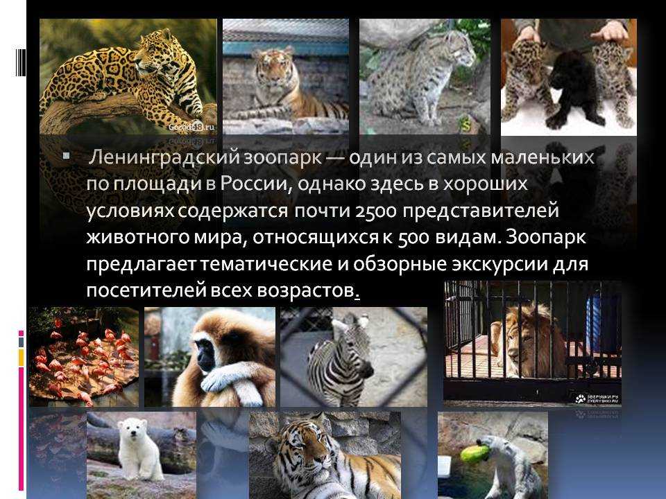 Ленинградский зоопарк описание и фото - россия - санкт-петербург: санкт-петербург