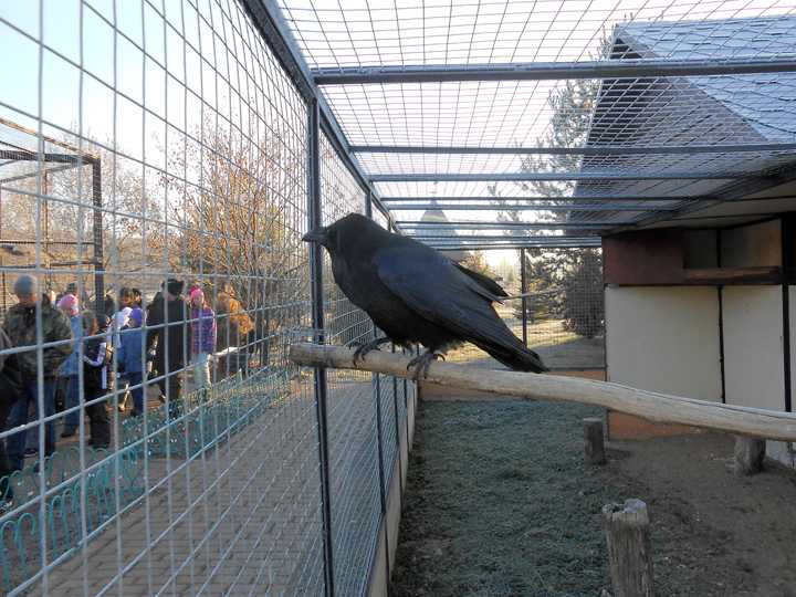 Парк птиц воробьи