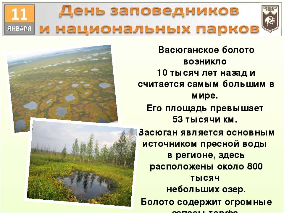 Васюганские болота: интересные сведения и факты | vivareit