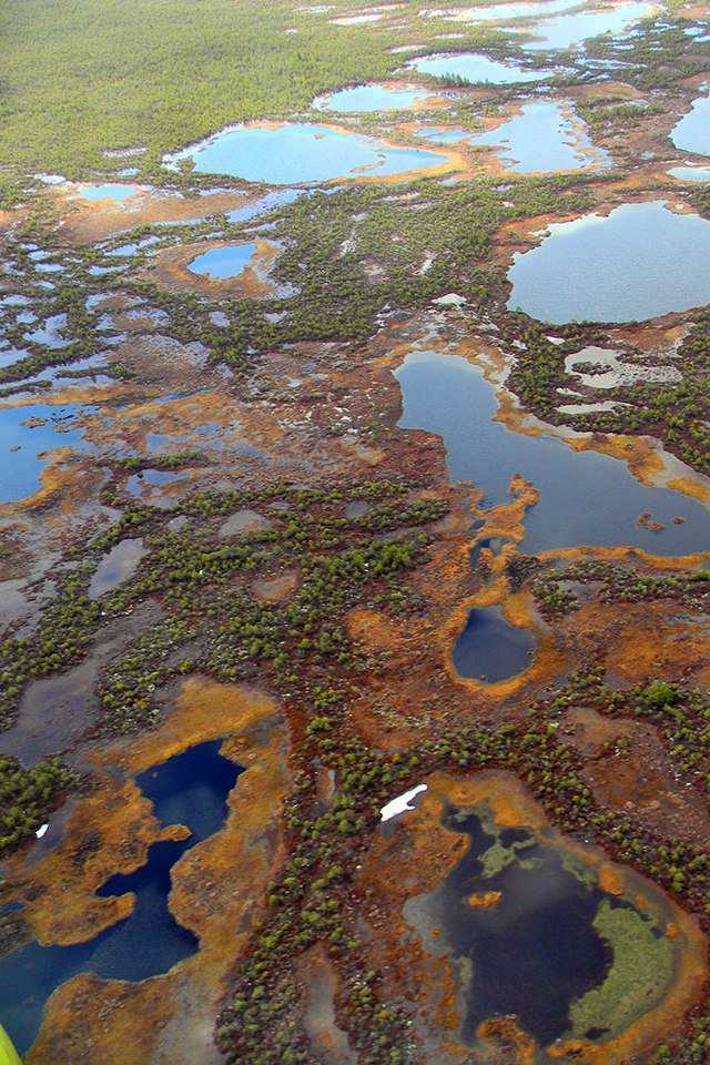 Васюганские болота: где находятся, описание, интересные факты