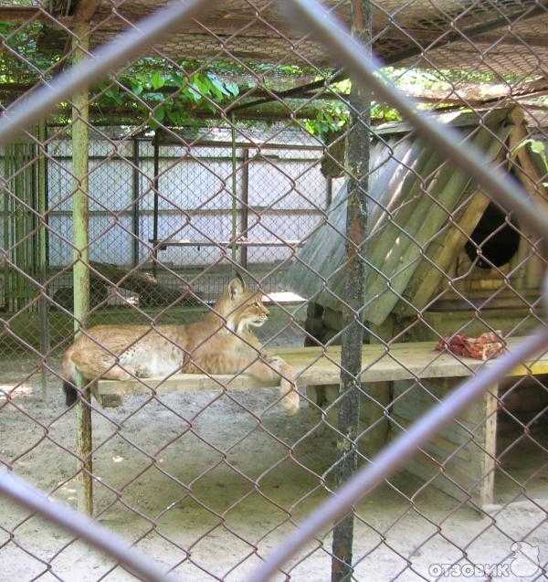 Дон24 - дружат с котами: самое интересное о носорогах-земляках из ростовского зоопарка