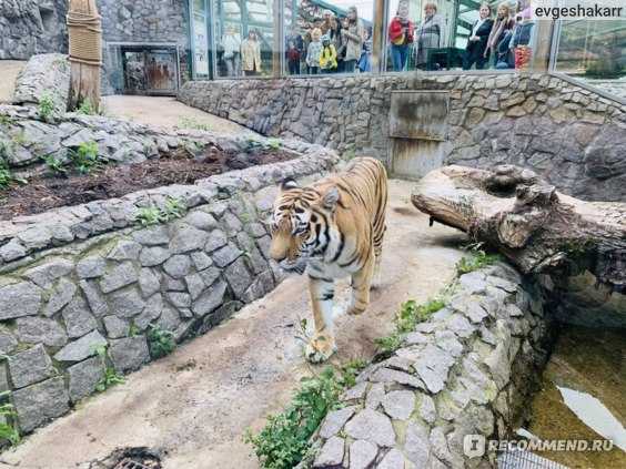 Зоопарк в санкт-петербурге | информация для туристов