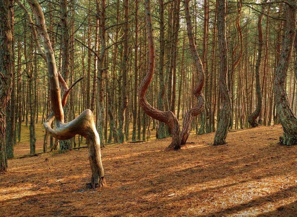 Танцующий лес: координаты и фото, что посмотреть и где находится танцующий лес