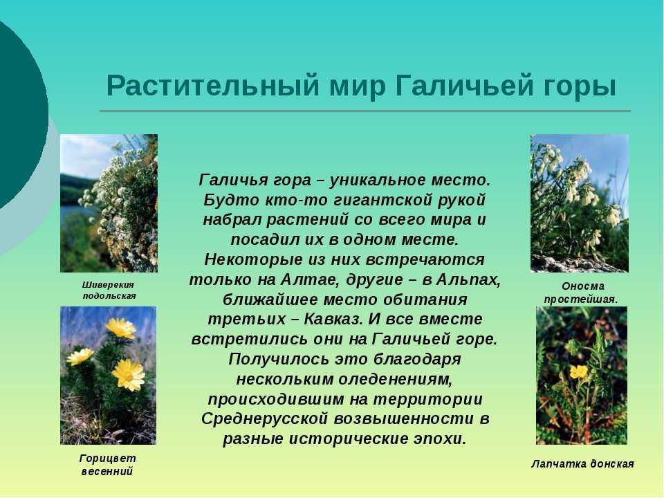 Заповедник "галичья гора": адрес, растения и животные, фото, как добраться :: syl.ru