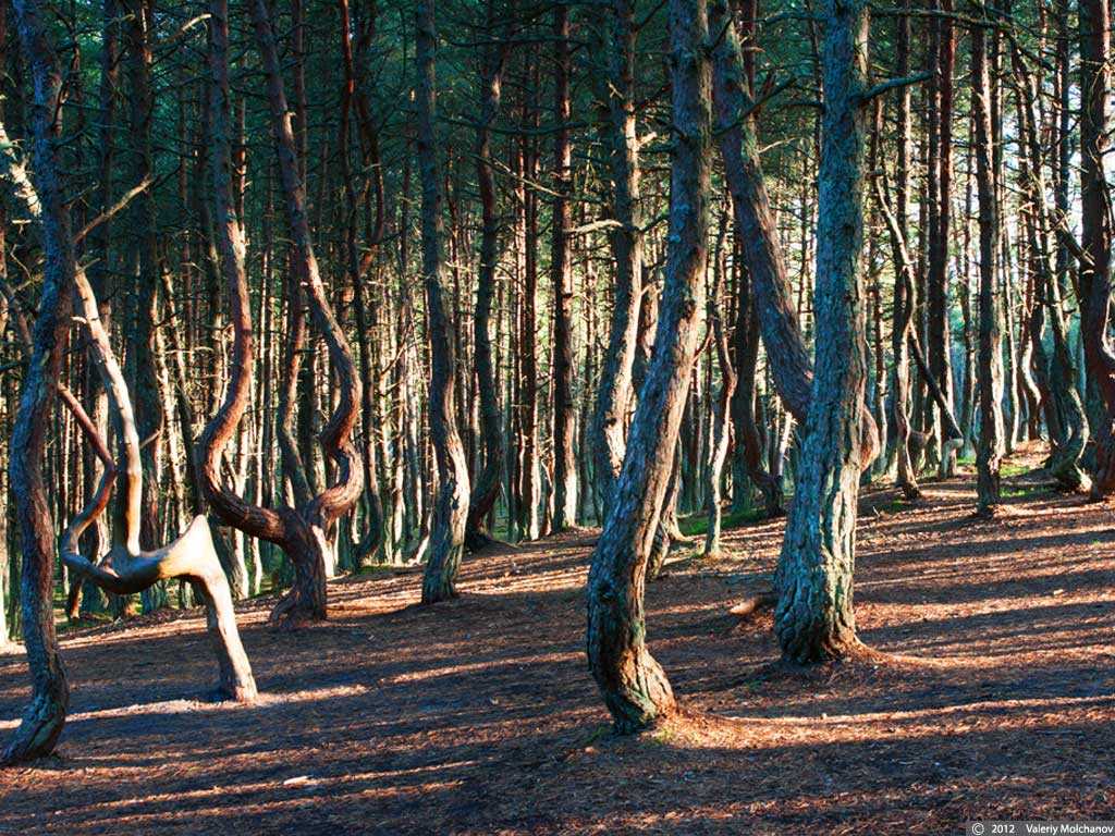 Танцующий лес (национальный парк «куршская коса»)