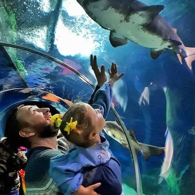 Океанариум (адлер): самый большой sochi discovery world aquarium