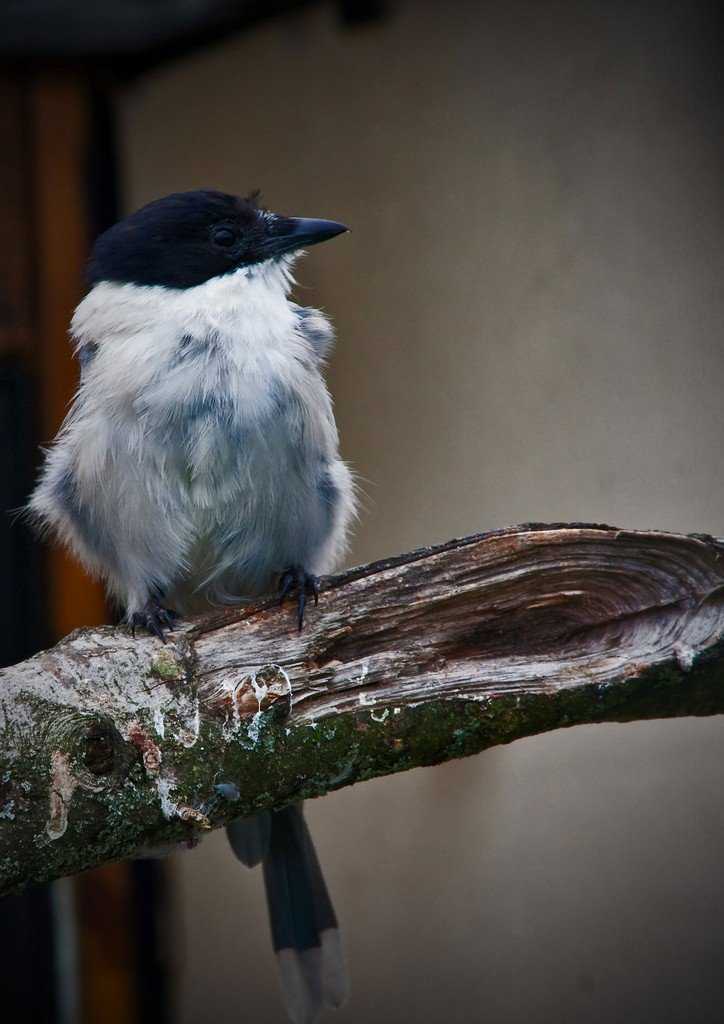 Парк птиц "воробьи" калужская область отзывы от посещения экзотического зоопарка