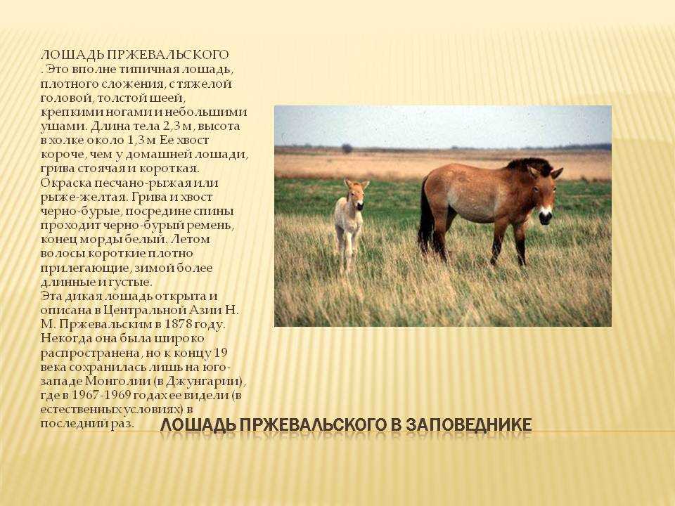 Заповедник оренбургский: описание, растения, животные и интересные факты :: syl.ru