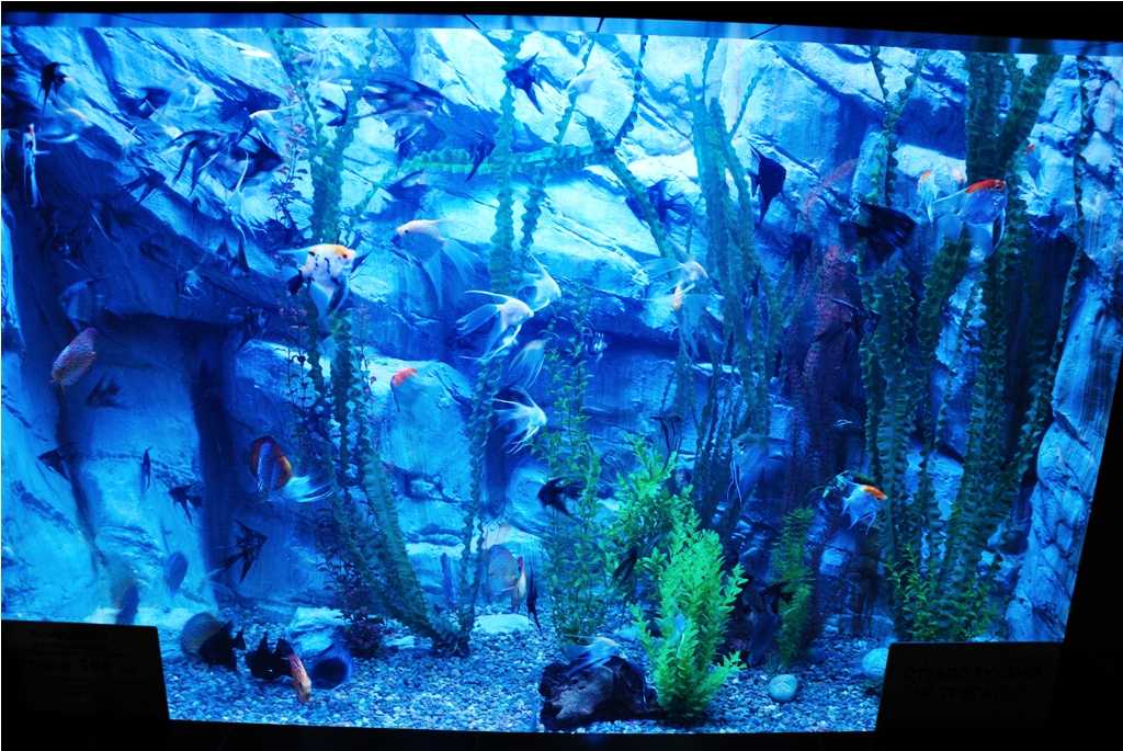 Океанариум sochi discovery world aquarium