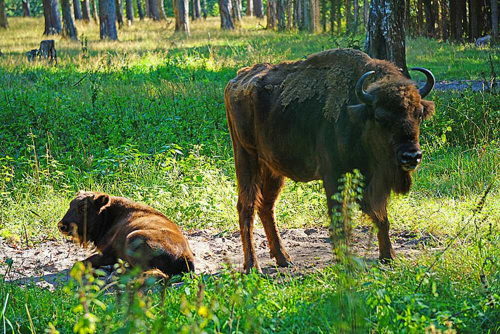 Приокско-террасный заповедник - prioksko-terrasny nature reserve - abcdef.wiki
