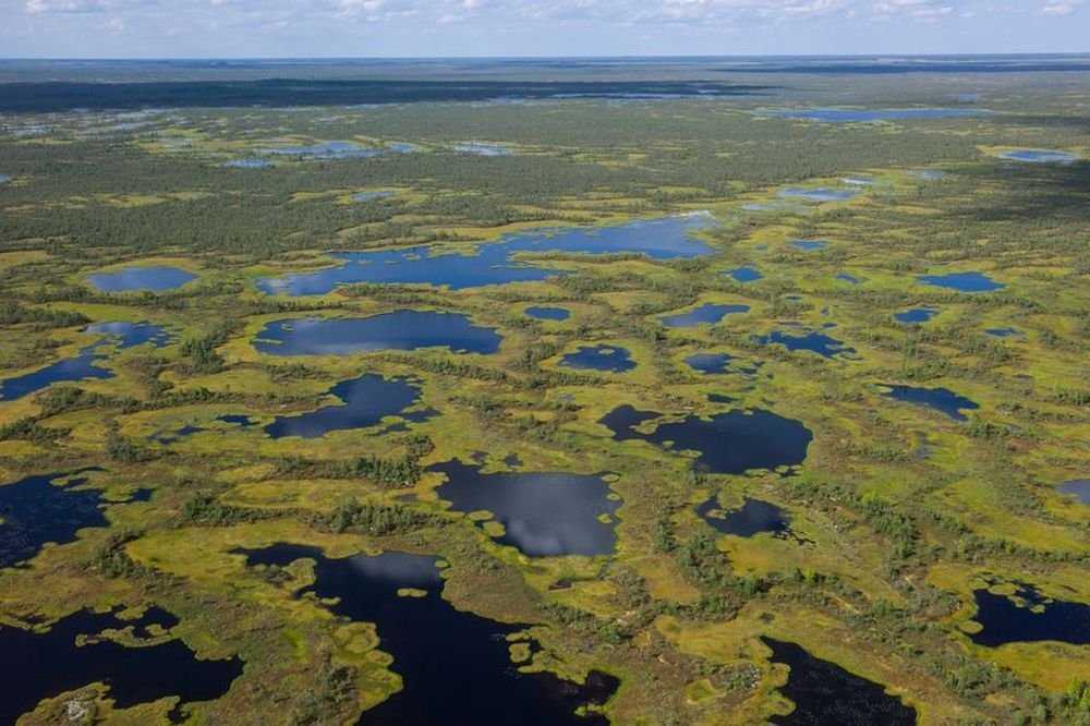 Васюганские болота: какие тайны скрывает самая огромная топь в мире