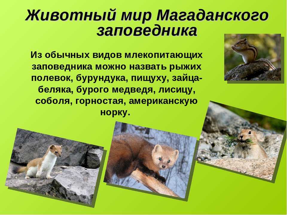 Заповедник оренбургский: описание, растения, животные и интересные факты