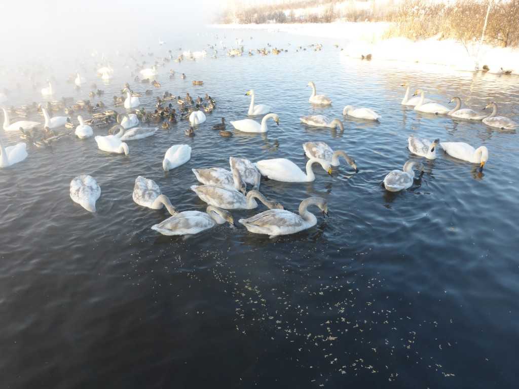 Лебединое озеро в урожайном – место зимовки лебедей.