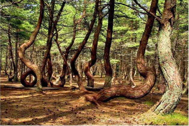 Танцующий лес на куршской косе. как добраться, фото, причины, карта, видео, легенда, отели - туристер.ру