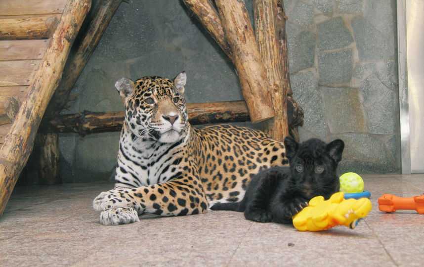 7 контактных зоопарков петербурга | завтра в питере