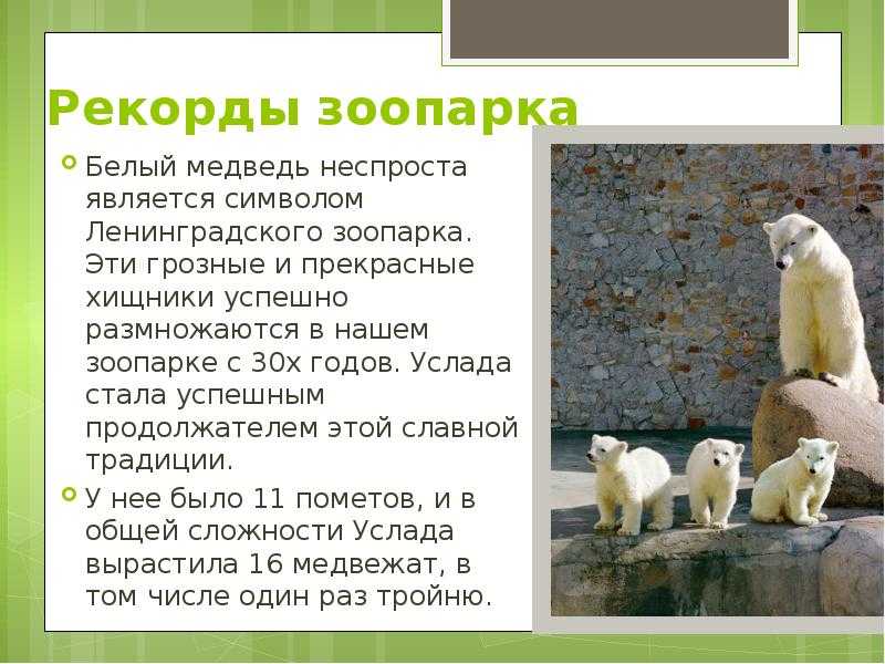 Зоопарк в санкт-петербурге: режим работы 2021 и стоимость билетов, как добраться и официальный сайт
