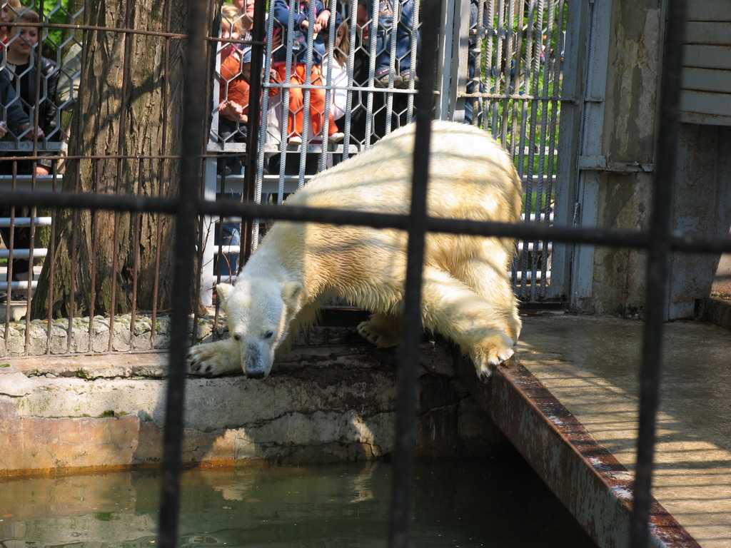 Делает пасочки и меняет камни на еду: орангутану кирану из ростовского зоопарка исполнилось 12 лет
