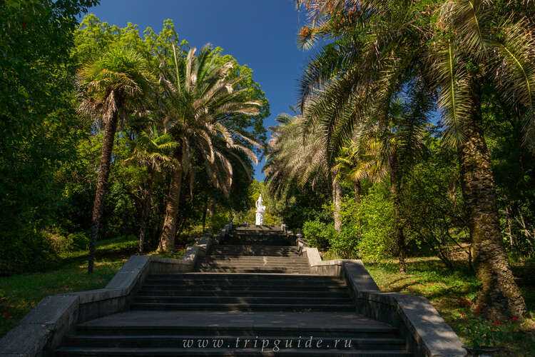 Парк «дендрарий» в сочи — исторический и культурный памятник