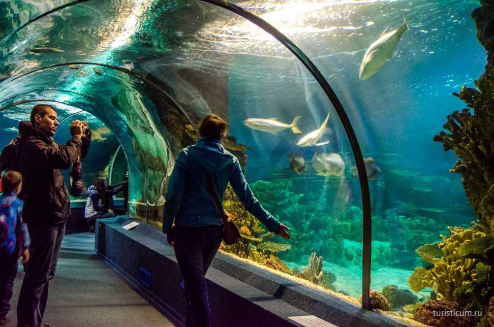 Океанариум (адлер): самый большой sochi discovery world aquarium