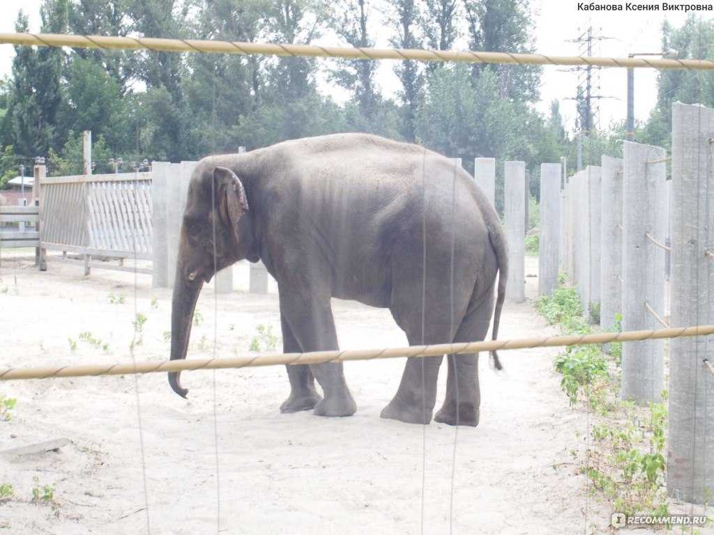 Слониха с «сюрпризом»: как в ростовском зоопарке живут юма, синта и ситара