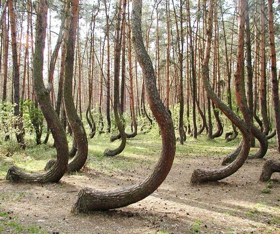 Танцующий лес (национальный парк «куршская коса»)