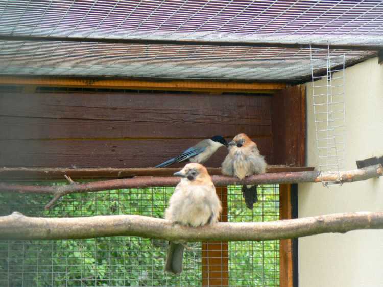 Фото парка птиц «воробьи» (91 фото)