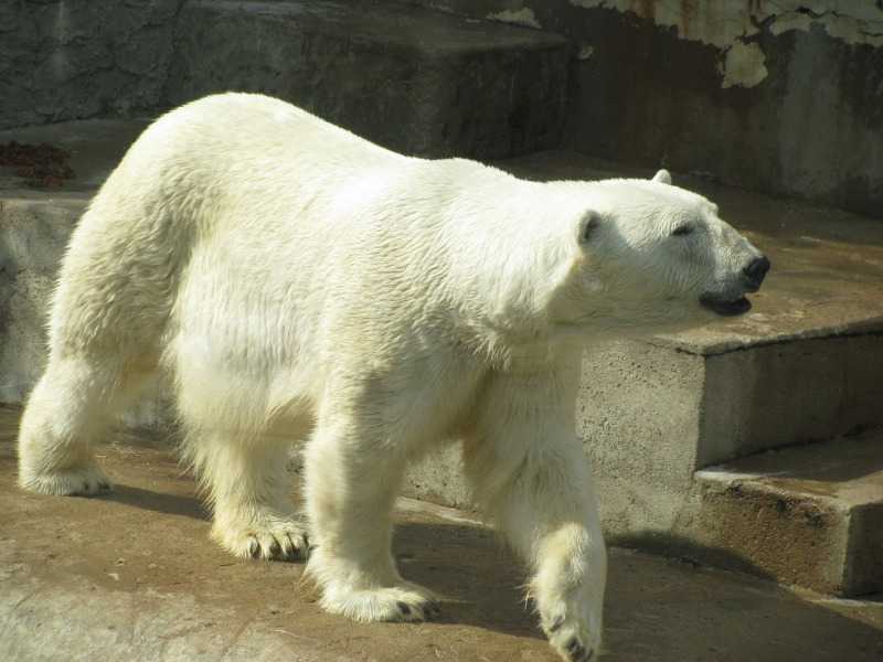 Зоопарк — санкт-петербург