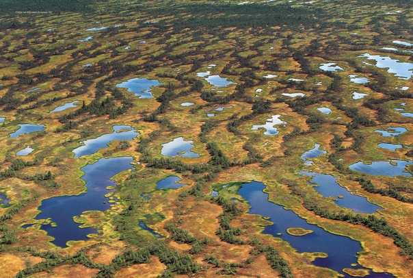 Одно из самых больших болот в мире - васюганское болото, экологические проблемы одного из ста природных чудес россии
