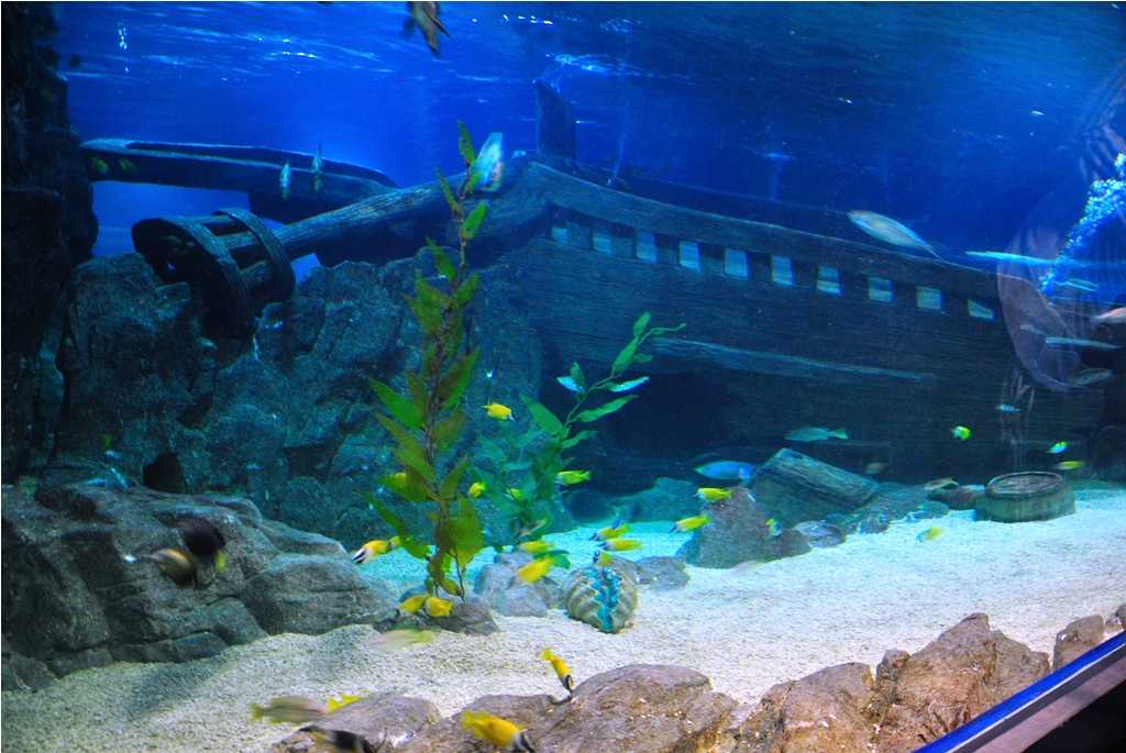 Океанариум sochi discovery world aquarium