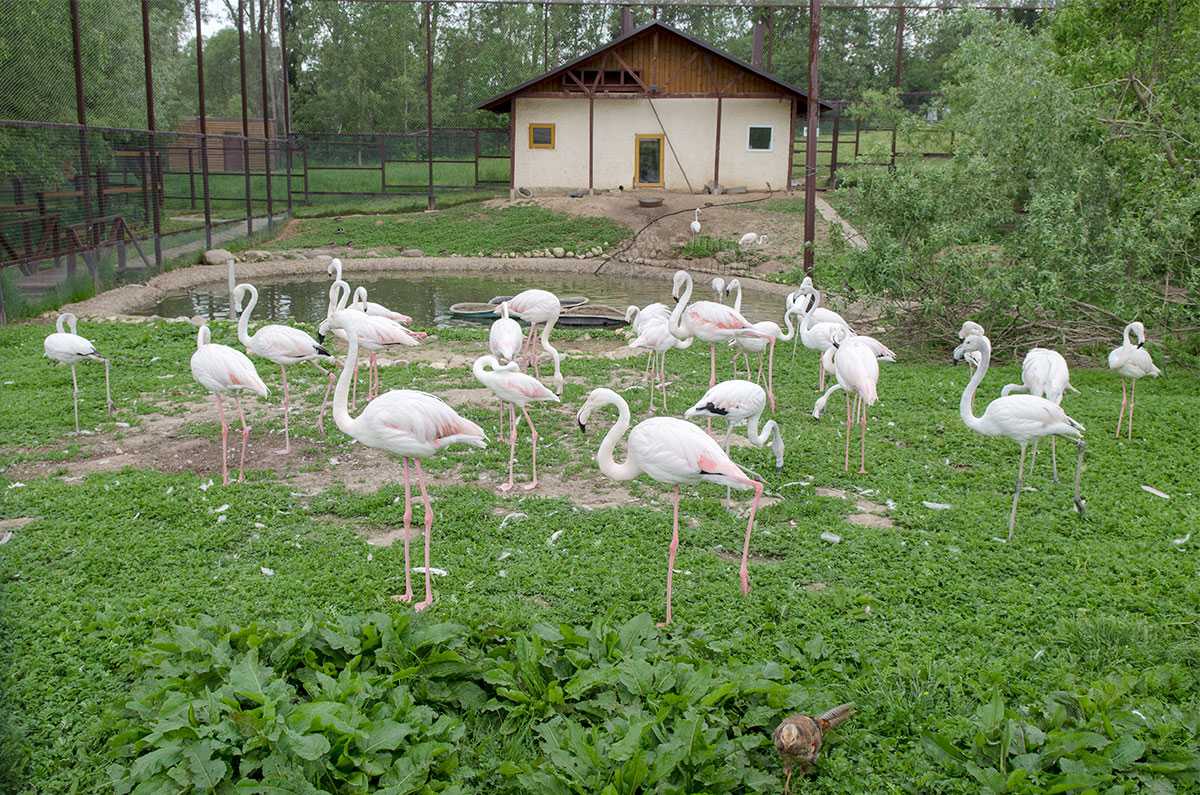 Музей птиц в калужской области