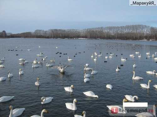 Озеро с лебедями в евпатории - где находится, как добраться