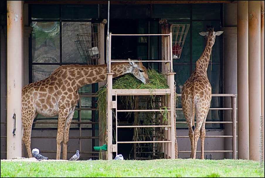 Животные ленинградского зоопарка 🚩 список + фото