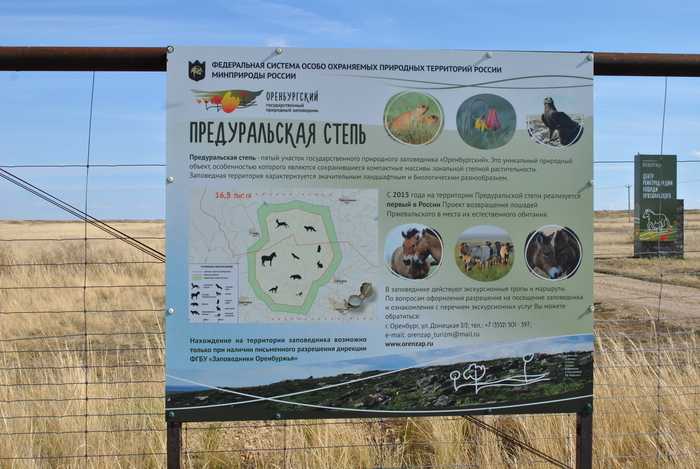 Оренбургский заповедник — государственный природный национальный парк федерального значения. Заповедник расположен в Оренбургской области. Он был учрежден 12 мая 1989 года, чтобы защищать и восстанавливать уникальные степи Зауралья. В состав Оренбургского