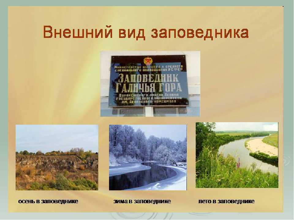 Заповедник "галичья гора": адрес, растения и животные, фото, как добраться :: syl.ru