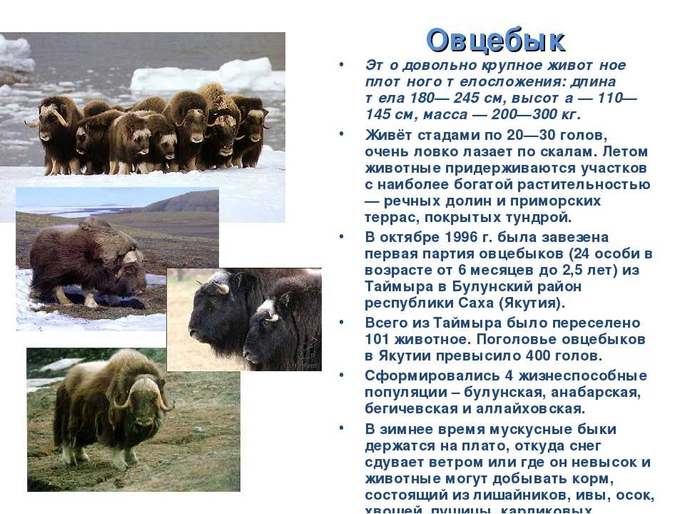Байкало-ленский государственный природный заповедник: флора и фауна, фото