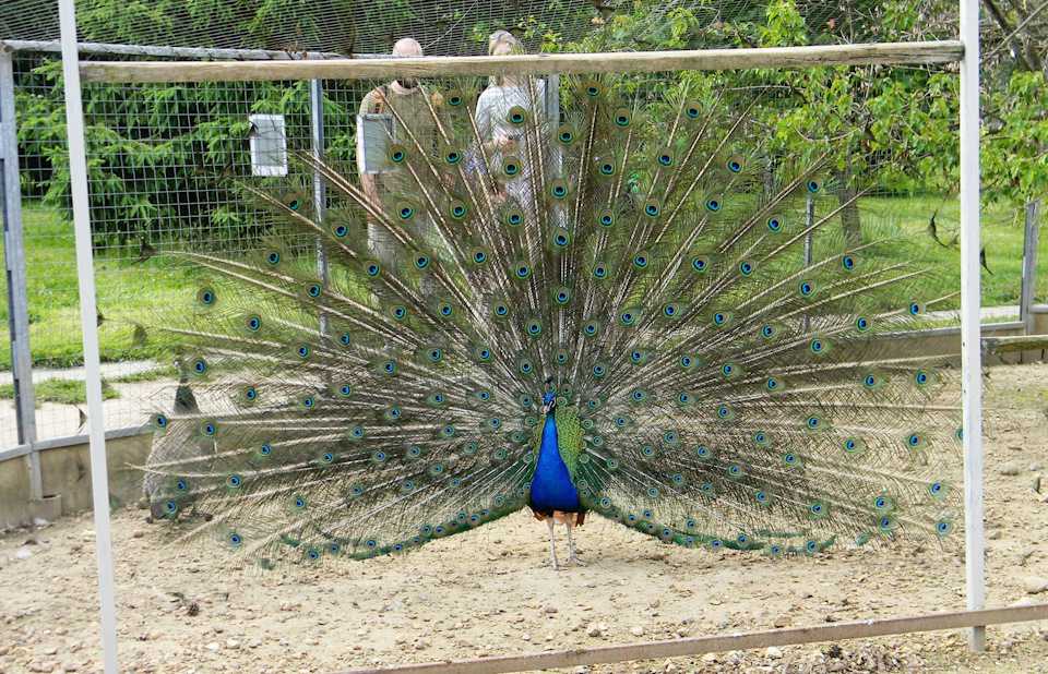 Парк птиц "воробьи" калужская область отзывы от посещения экзотического зоопарка