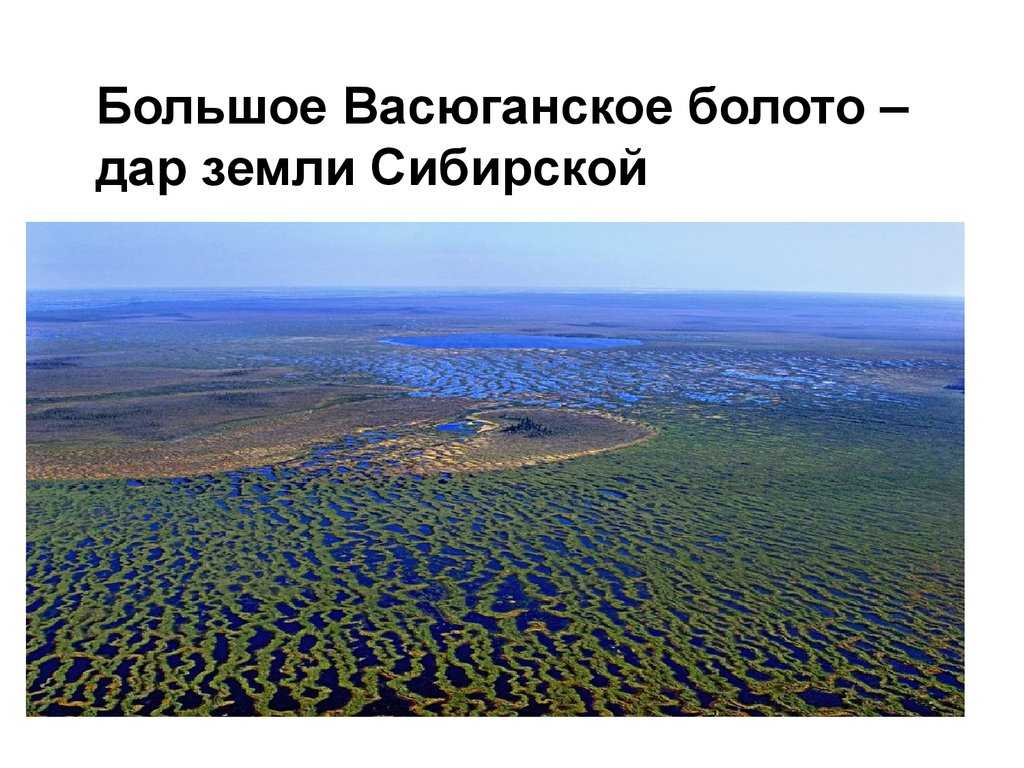 Топ-10 интересных фактов про васюганские болота