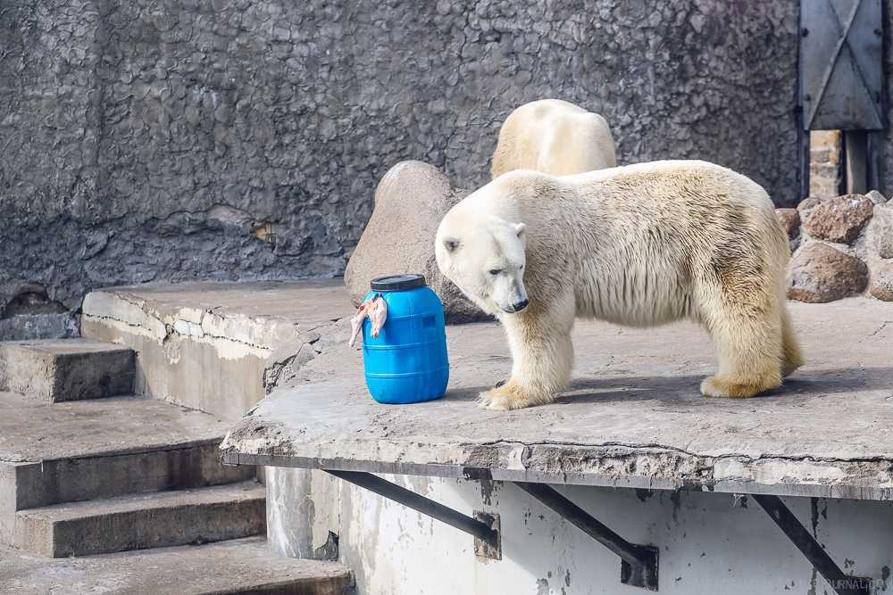 О зоопарке в санкт-петербурге: расписание и стоимость, адрес, официальный сайт