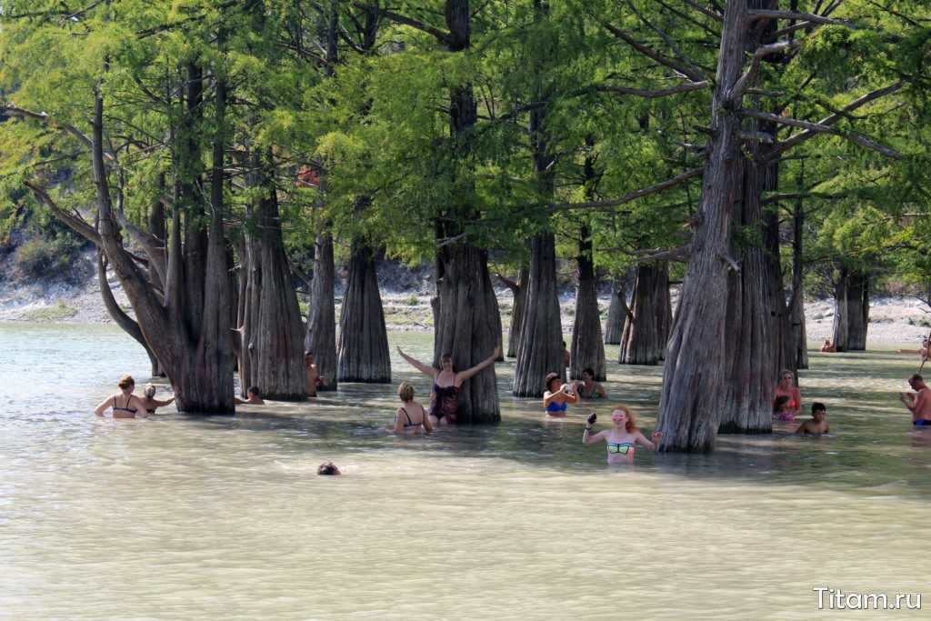 Озеро сукко — пристанище болотных кипарисов близ анапы